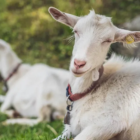 Hostel Berghostel Rinerhorn By Mountain
