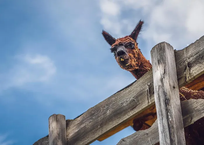 Hostel Berghostel Rinerhorn By Mountain *